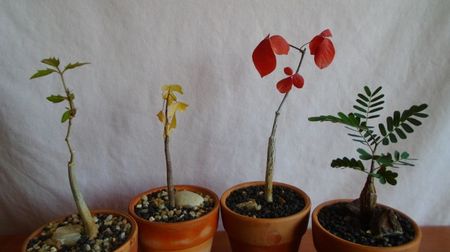 Cyphostemma elephantopus, Adenia olaboensis, Commiphora orbicularis & Senna meridionalis