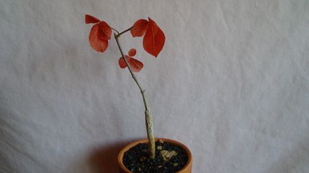 Commiphora orbicularis
