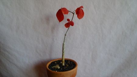 Commiphora orbicularis