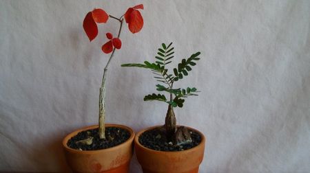 Commiphora orbicularis & Senna meridionalis