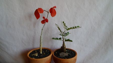 Commiphora orbicularis & Senna meridionalis