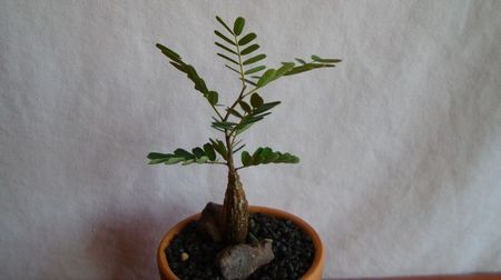 Senna meridionalis