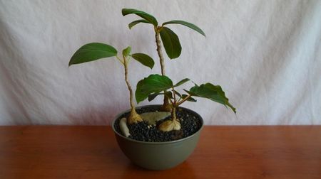Grup de 3 Ficusi; Ficus sp. Nova, Oman
Ficus arnotiana (Indian rock fig), India
Ficus sp. Taita, Kenya
