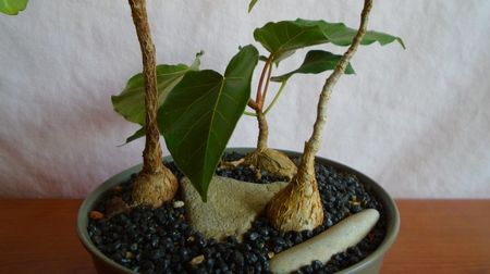 Grup de 3 Ficusi; Ficus sp. Nova, Oman
Ficus arnotiana (Indian rock fig), India
Ficus sp. Taita, Kenya
