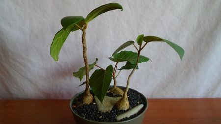 Grup de 3 Ficusi; Ficus sp. Nova, Oman
Ficus arnotiana (Indian rock fig), India
Ficus sp. Taita, Kenya
