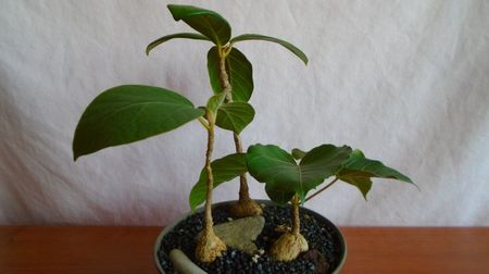 Grup de 3 Ficusi; Ficus sp. Nova, Oman
Ficus arnotiana (Indian rock fig), India
Ficus sp. Taita, Kenya
