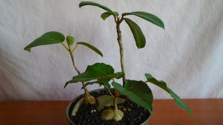 Grup de 3 Ficusi; Ficus sp. Nova, Oman
Ficus arnotiana (Indian rock fig), India
Ficus sp. Taita, Kenya
