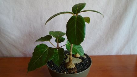 Grup de 3 Ficusi; Ficus sp. Nova, Oman
Ficus arnotiana (Indian rock fig), India
Ficus sp. Taita, Kenya
