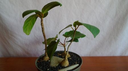 Grup de 3 Ficusi; Ficus sp. Nova, Oman
Ficus arnotiana (Indian rock fig), India
Ficus sp. Taita, Kenya
