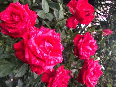 4C7C5270-323D-4F83-AEA5-88A316CB48D7