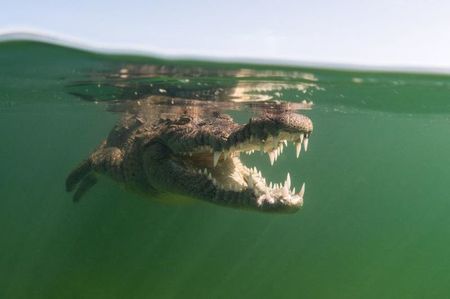 image-2022-12-3-25941084-41-crocodil
