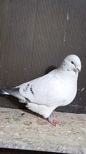 Athos 2021