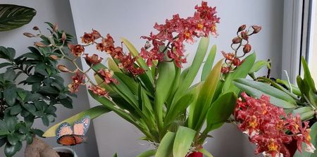 Saptamana viitoare va fi o minunatie de orhidee
