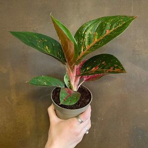 aglaonema-dark-pink-star-224034_700x