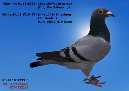 RO 21 1087333 F Pret 150 lei + transportul