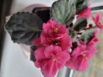 Violeta roz  acum in decembrie 