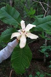 magnolia macrophylla