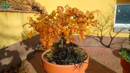Arbore magic persan (Parrotia persica)