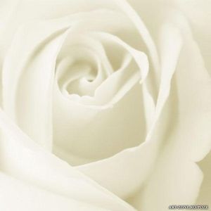 56492565_CXWODOP-1