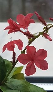 Plumbago indica, primele flori.