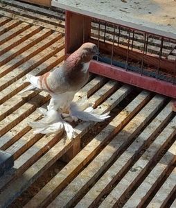 Screenshot_20221218_133625_Chrome