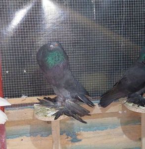 Screenshot_20221218_133633_Chrome