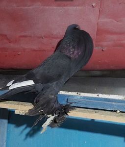 Screenshot_20221218_133126_Chrome