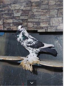 Screenshot_20221218_133119_Chrome