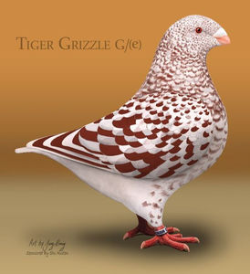 PESTRIT PE ROSU ( RED TIGER GRIZZLE )