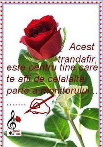 98853384_TTEYBUE