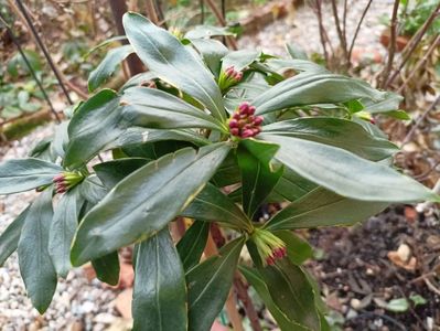 Daphne odorata aureomarginata