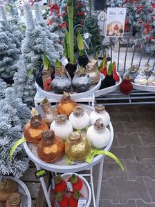 Img.2022.12.19-amarilys in ceară