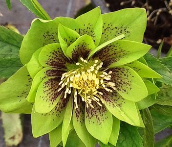 HELLEBORUS DOUBLE GREEN SPOTTED  92,00 lei; HELLEBORUS DOUBLE GREEN SPOTTED -LIVRAREA DIN FEBRUARIE 2023
92,00 lei
