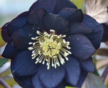 HELLEBORUS ORIENTALIS ‘MAGIC DOUBLE BLACK’ -LIVRAREA DIN FEBRUARIE 2023 92,00 LEI