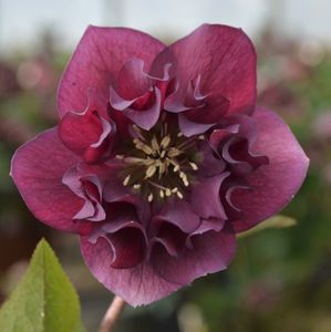 HELLEBORUS ORIENTALIS ‘MAGIC DOUBLE RED’ -LIVRAREA DIN FEBRUARIE 2023 88,00 LEI