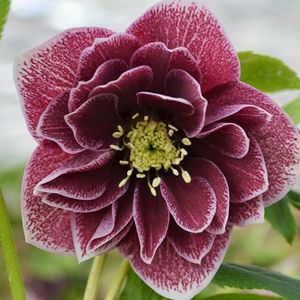 HELLEBORUS DOUBLE RED WHITE EDGE -LIVRAREA DIN FEBRUARIE 2023 92,00 LEI