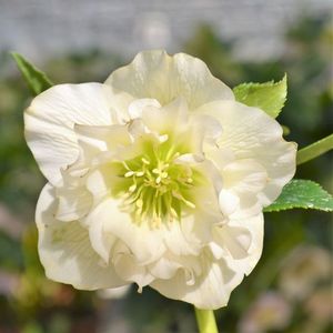 HELLEBORUS ORIENTALIS ‘MAGIC DOUBLE WHITE’ -LIVRAREA DIN FEBRUARIE 2023 88,00 LEI