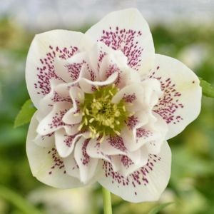 HELLEBORUS DOUBLE WHITE SPOTTED -LIVRAREA DIN FEBRUARIE 2023 88,00 LEI