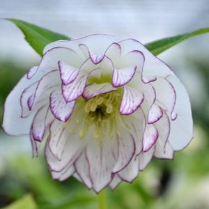 HELLEBORUS DOUBLE WHITE PURPLE EDGE -LIVRAREA DIN FEBRUARIE 2023 92,00 LEI