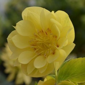 HELLEBORUS DOUBLE SUPER YELLOW -LIVRAREA DIN FEBRUARIE 2023 92,00 LEI