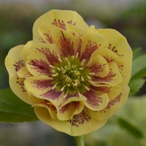 HELLEBORUS DOUBLE YELLOW SPOTTED -LIVRAREA DIN FEBRUARIE 2023 92,00 LEI