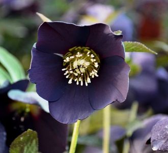 HELLEBORUS ORIENTALIS ‘MAGIC BLACK’-LIVRAREA DIN FEBRUARIE 2023 78,00 LEI