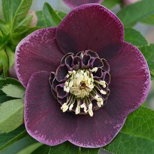 HELLEBORUS ANEMONA AUBERGINE -LIVRAREA DIN FEBRUARIE 2023 83,00 LEI