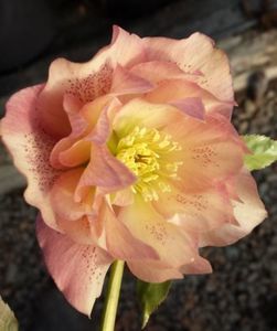 HELLEBORUS DOUBLE APRICOT-LIVRAREA DIN FEBRUARIE 2023 88,00 LEI