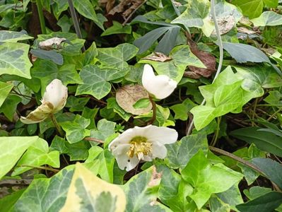 Helleborus "Christmas Carol"