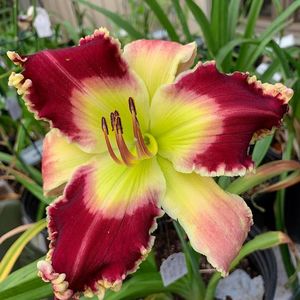 Apple Mountain -2019 - E - bloomed