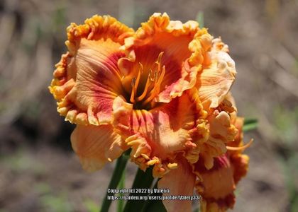 Citrus Ferrishwheel - 2015 - E SOLD