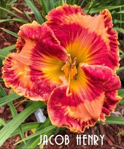 Jacob Henry - 2017 - SE - bloomed SOLD