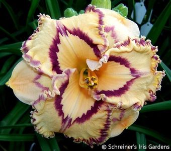 Lexicon - 2019 - SE - bloomed