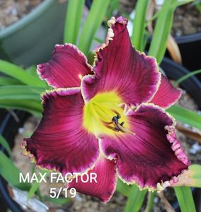 Max Factor - 2015 - E - bloomed